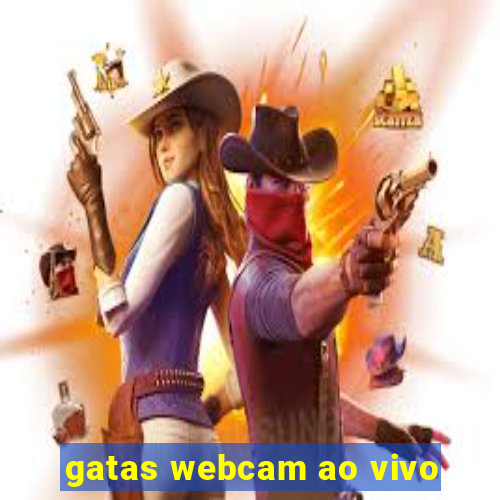 gatas webcam ao vivo